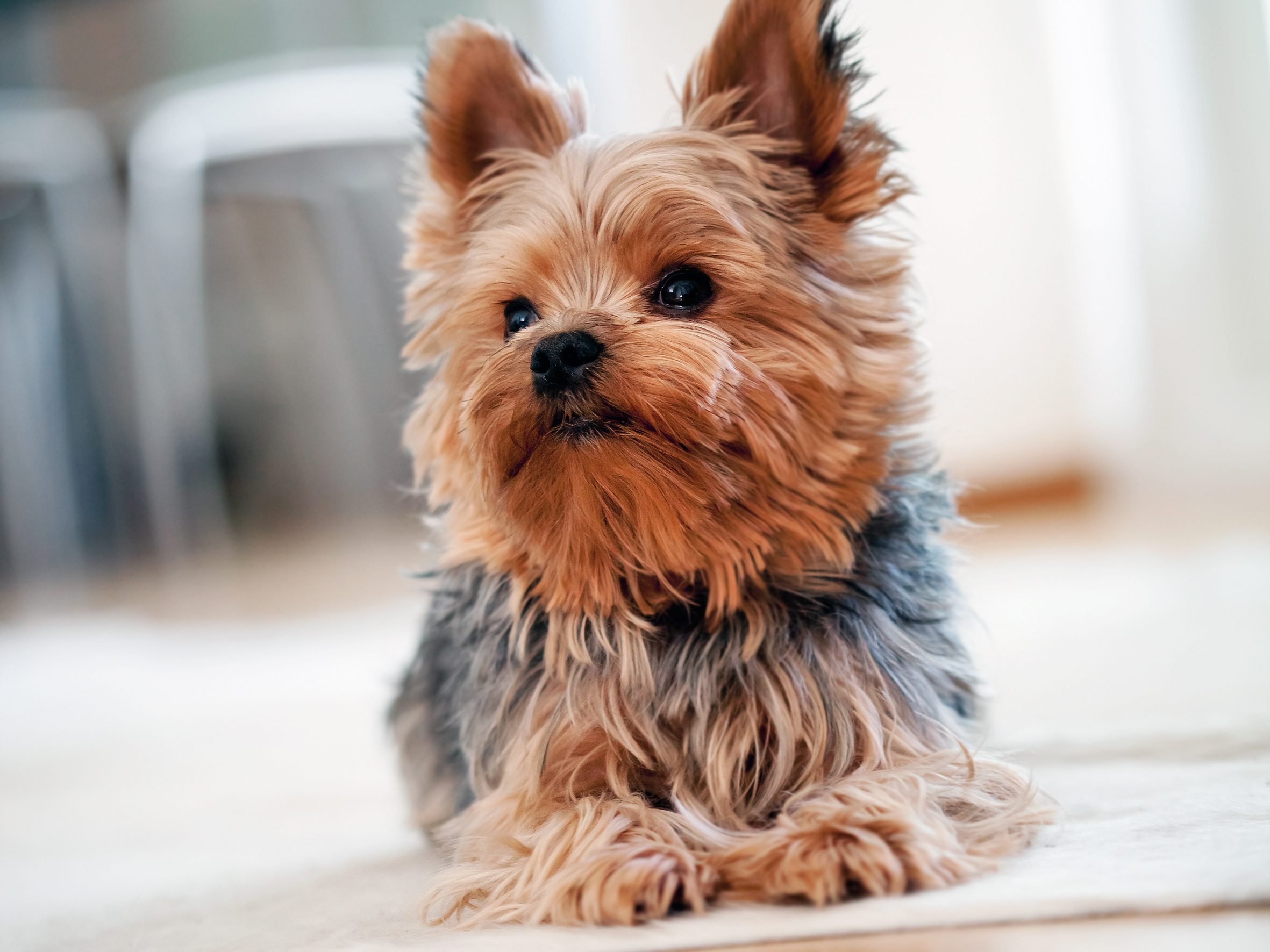 best dog breeds small spaces yorkshire terrier
