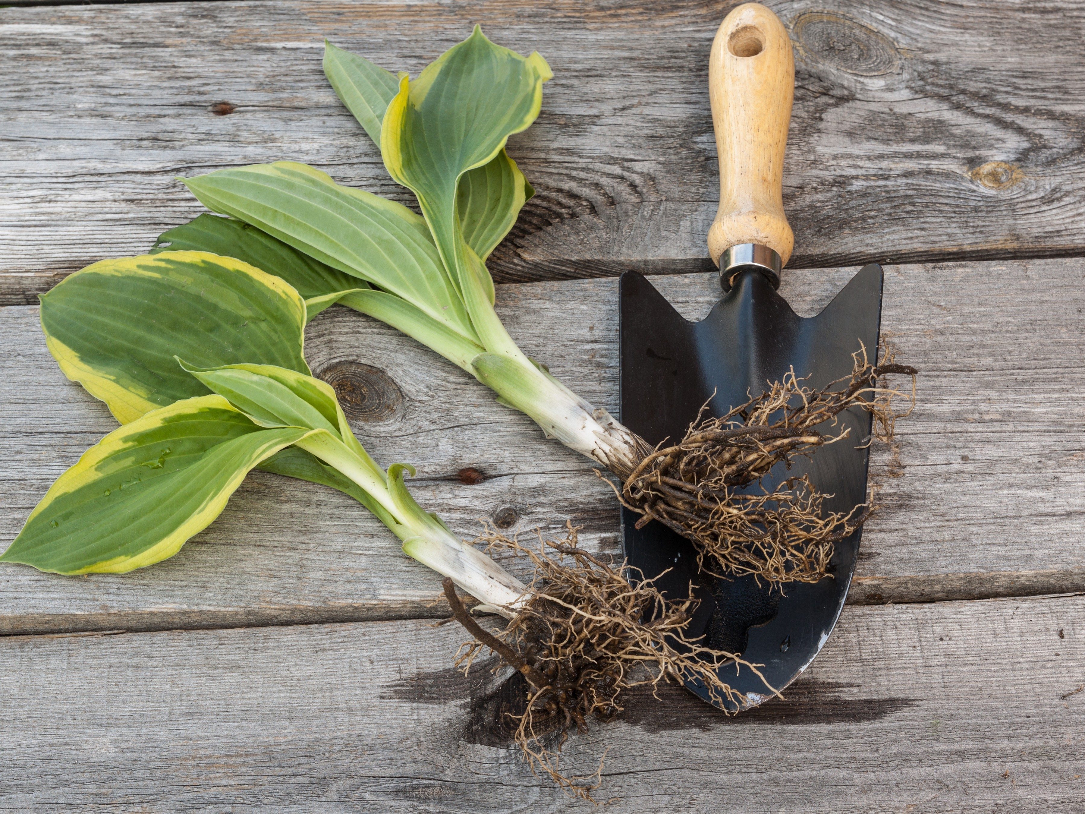 When can you transplant hostas?