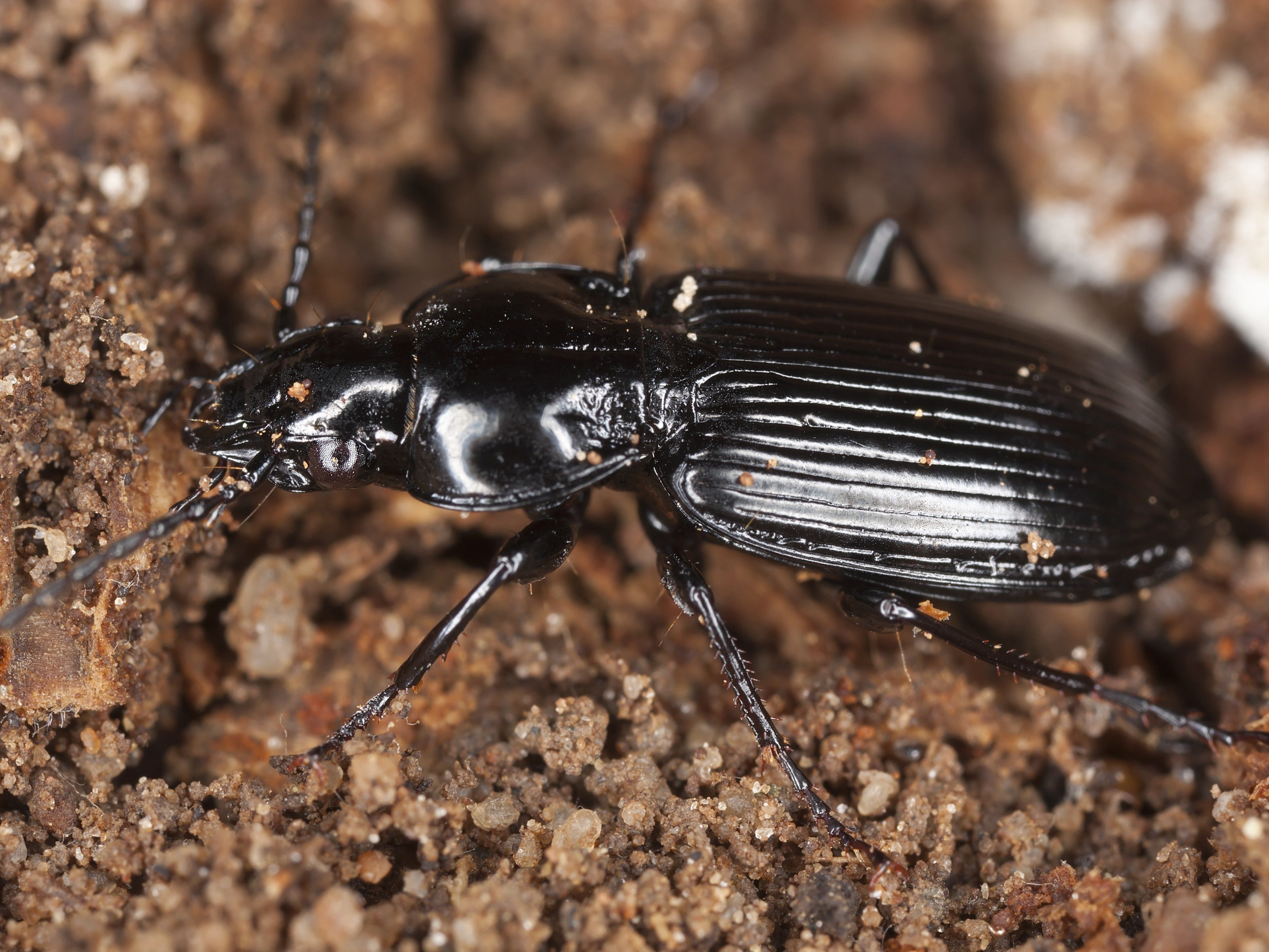 3. Ground Beetles