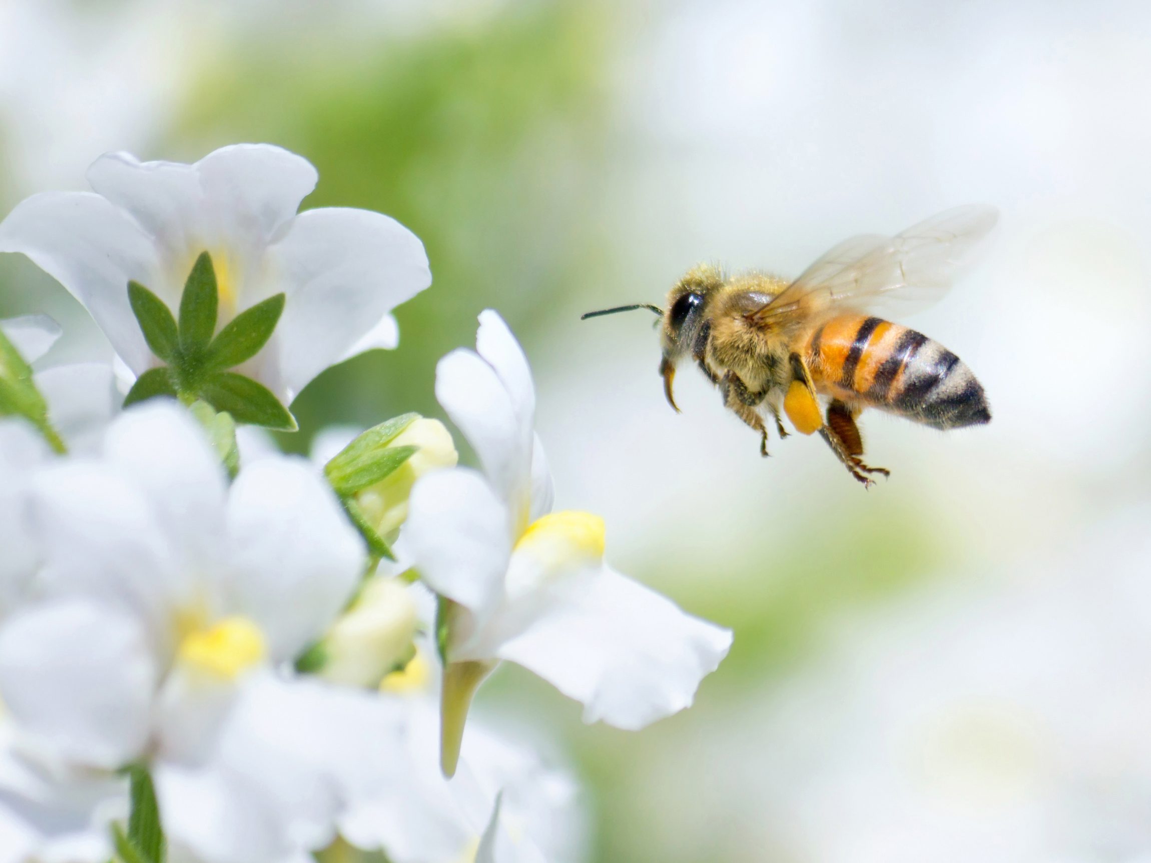 7. Bumblebees, Honeybees, Mason Bees
