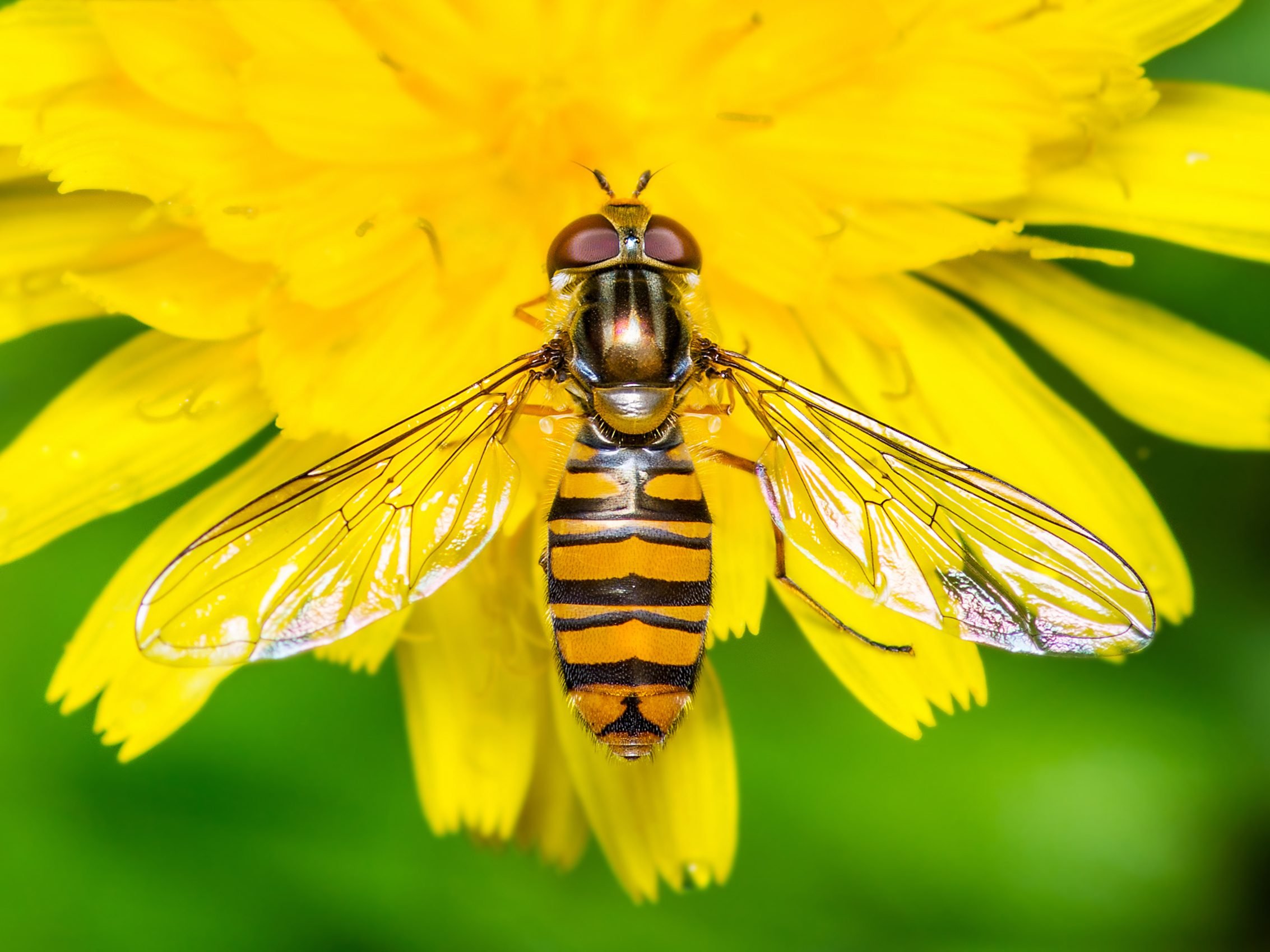 1. Hoverfly