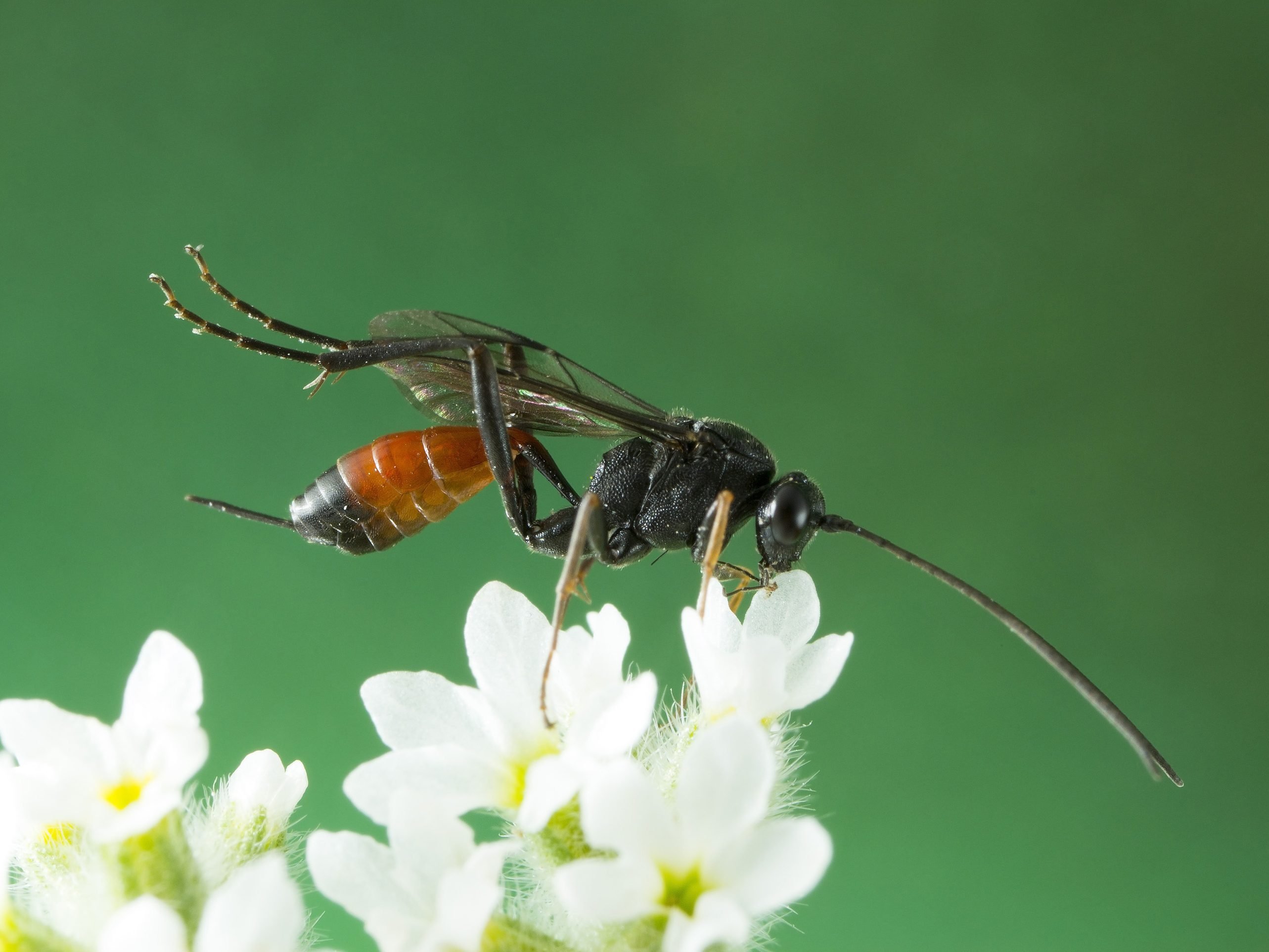 6. Parasitic Wasps