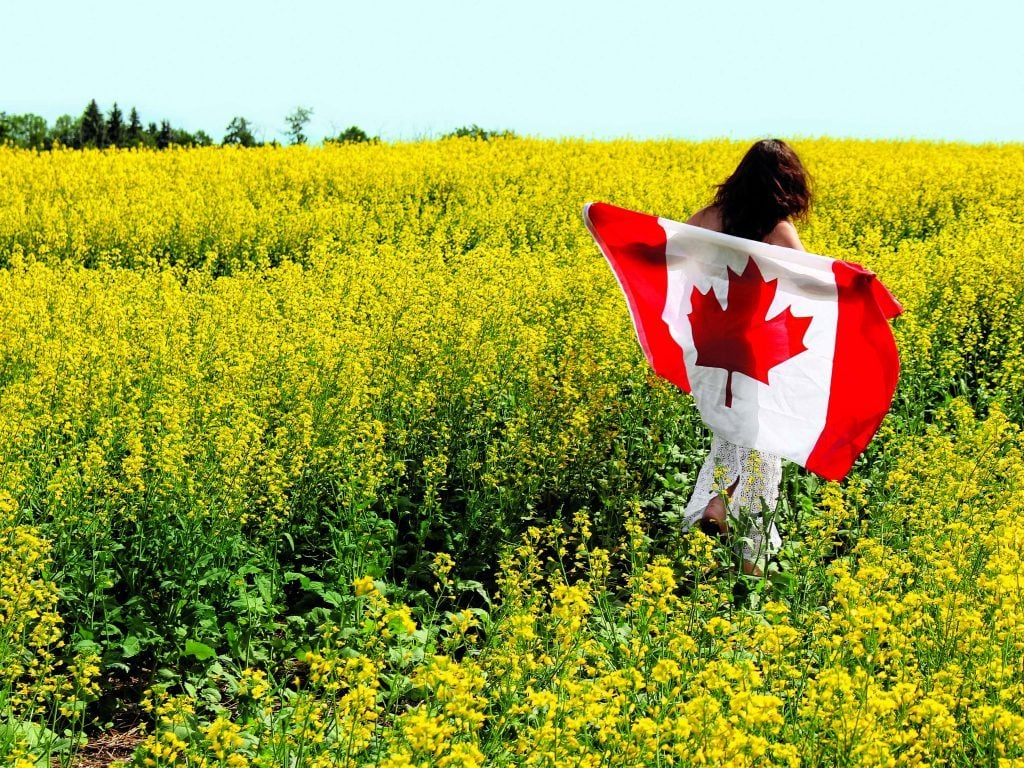 Канада хочет стать главным мировым экспортером рапса