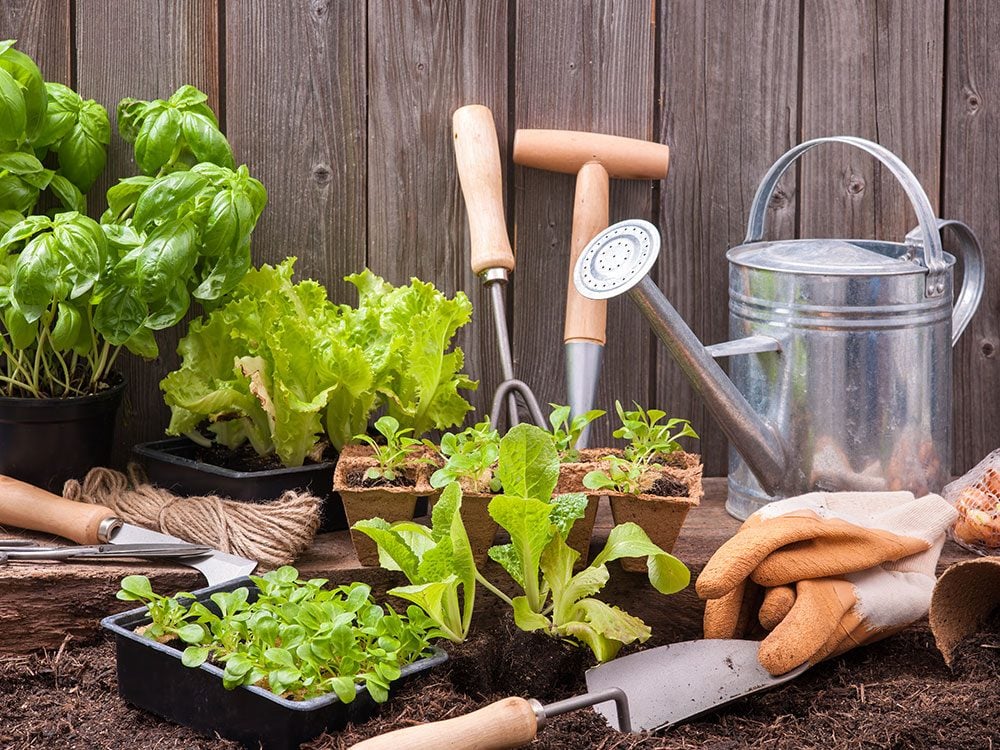 How to grow a vegetable garden anywhere