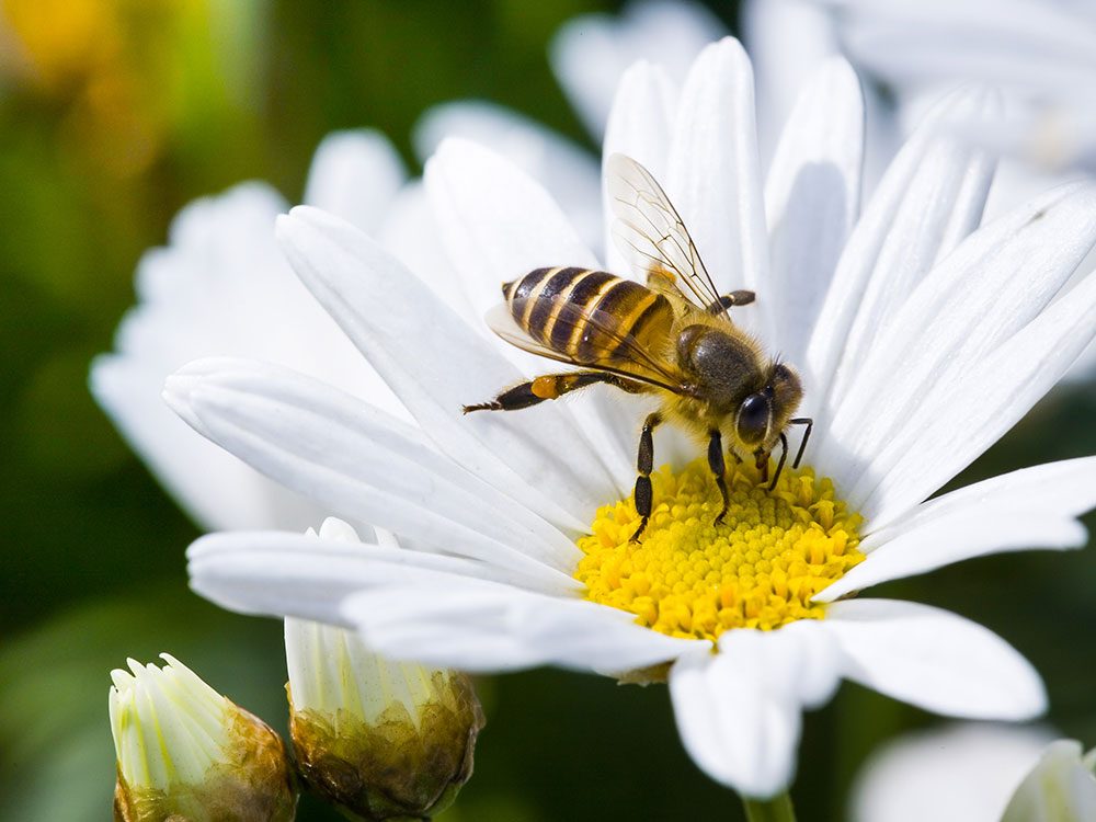 Attracting pollinators to your vegetable garden