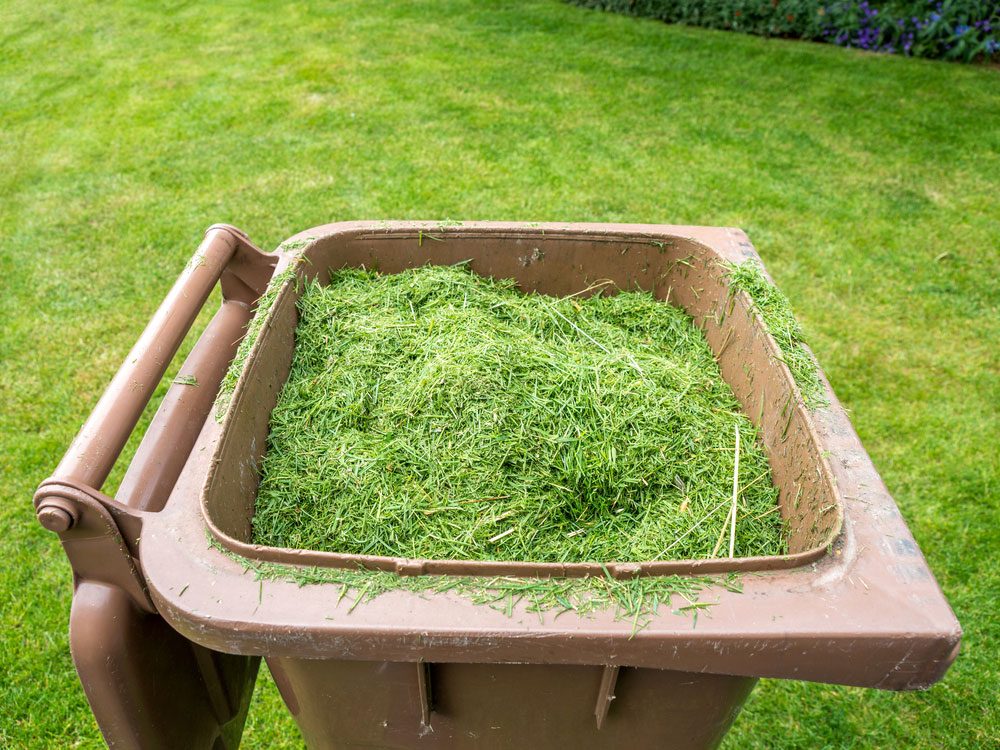 Grass clippings in bin