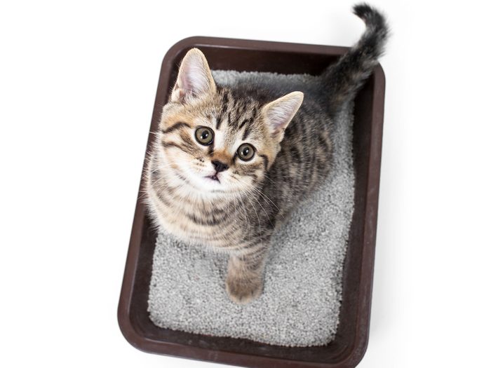 Kitten in cat litter box