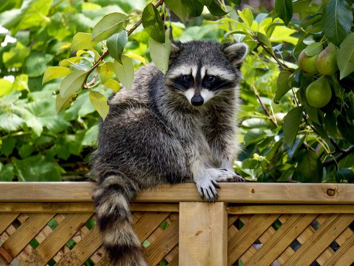 Raccoon in garden