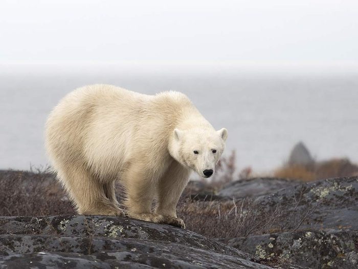 Polar bear in Churchill, Manitoba