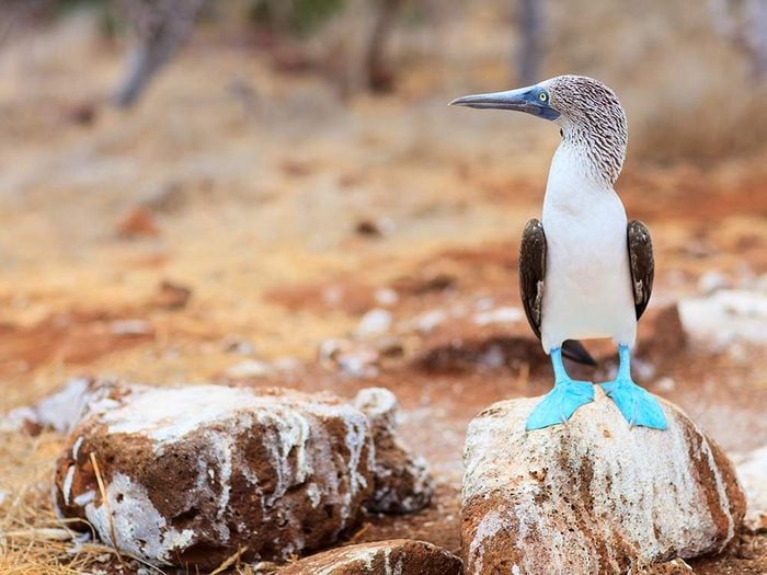 Blue-footed bobby at the Galapagos Islands