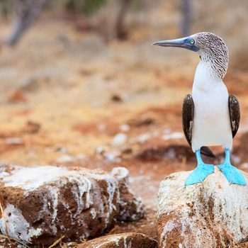 Blue-footed bobby at the Galapagos Islands