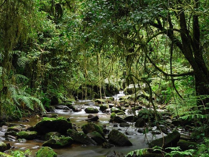 Atsinanana Rainforest in Madagascar