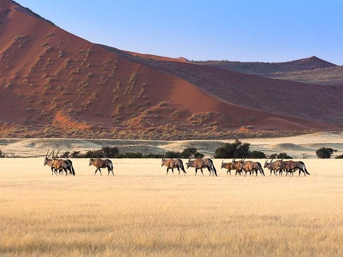 Herd of Gemsbok in Namibia