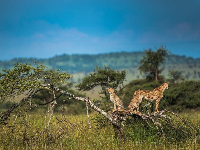 Cheetahs on plains of the Serengeti in Tanzania