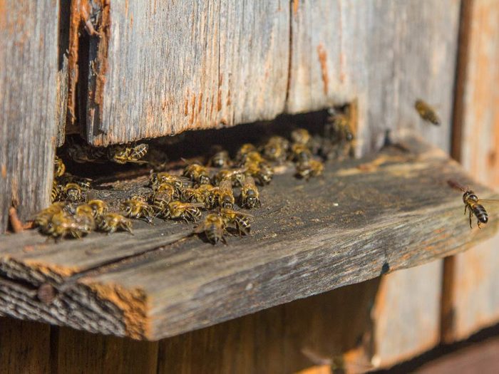 Bees on landing board in apiary