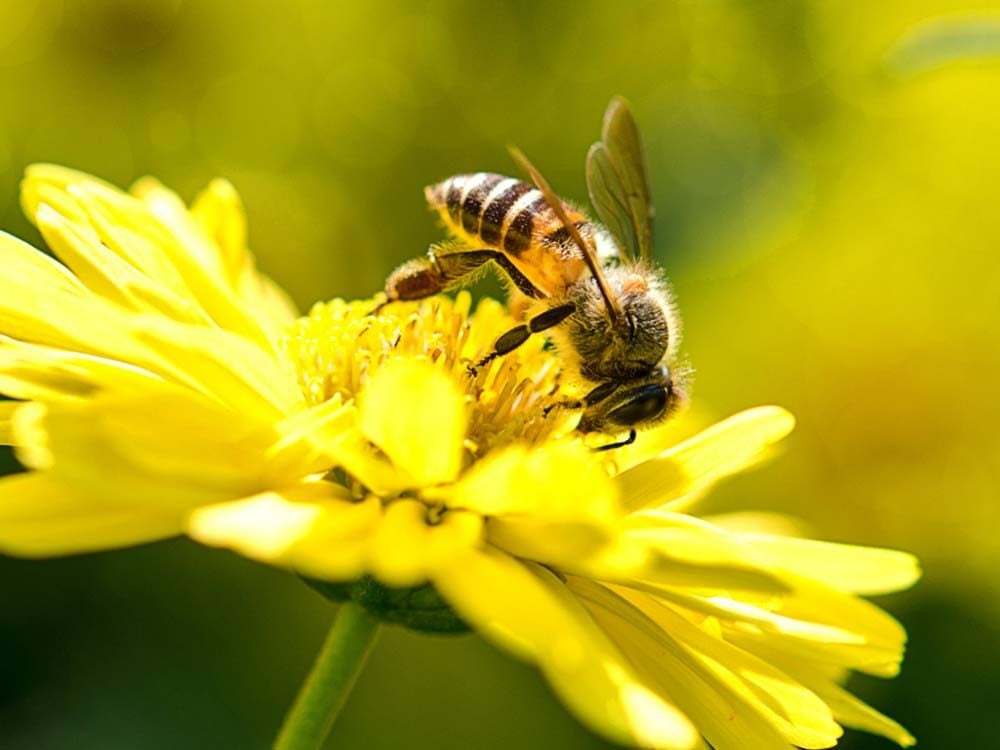 5 Bee Myths You Need to Stop Believing | Reader's Digest
