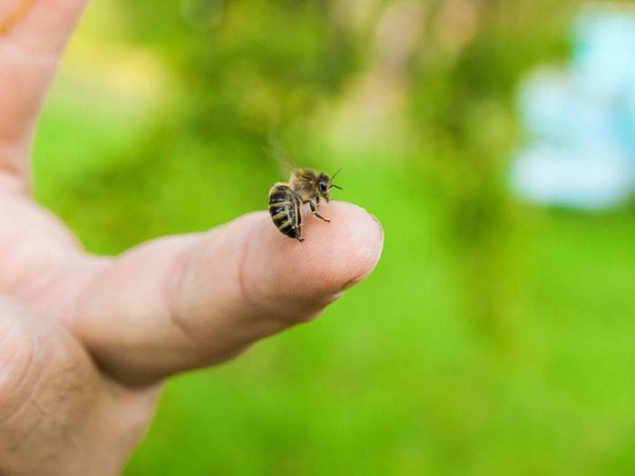 Bee stinging human finger