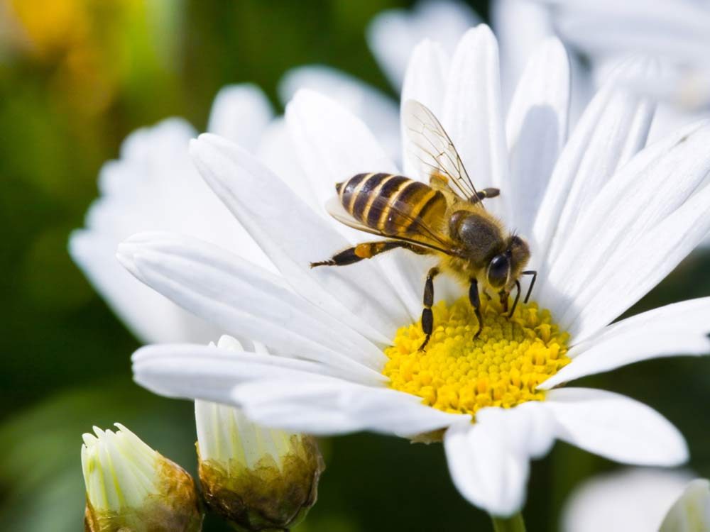 Bee Facts and Myths
