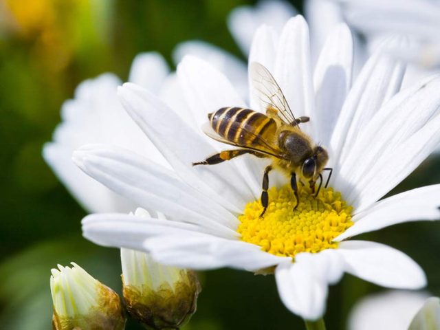 Bee on single daisy flower