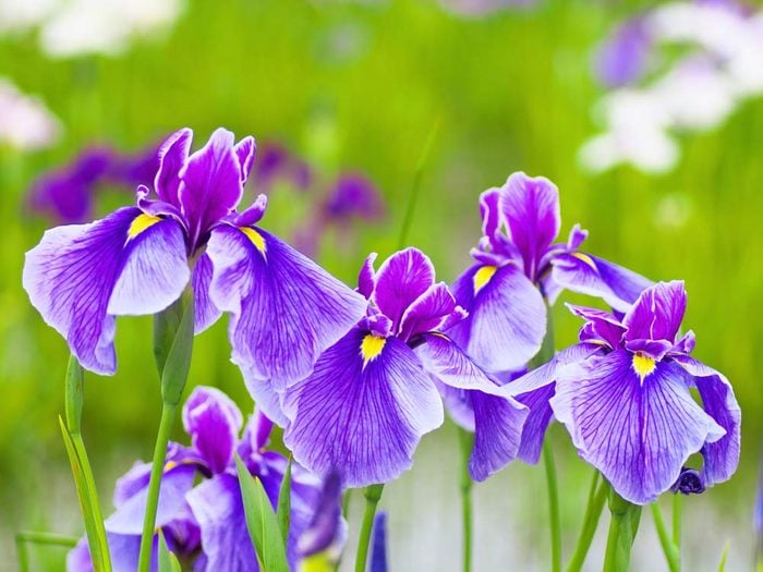 Irises are one of Canada's best summer flowers