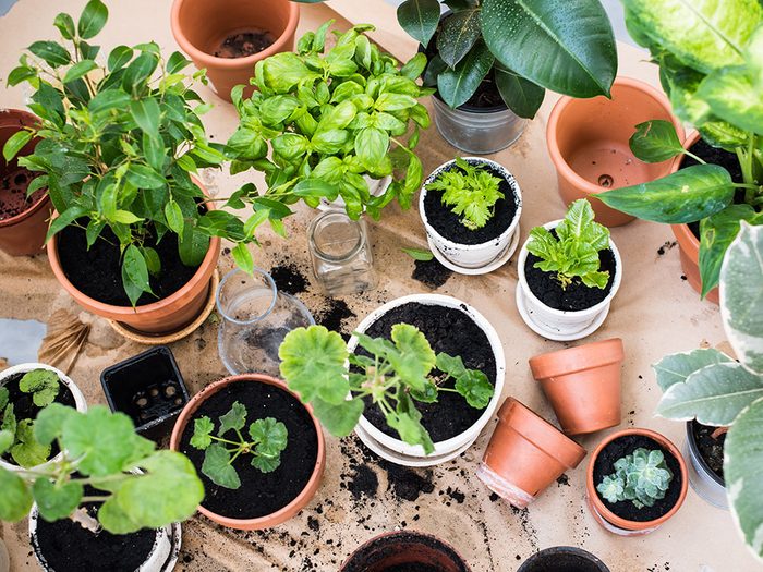 Small potted plants