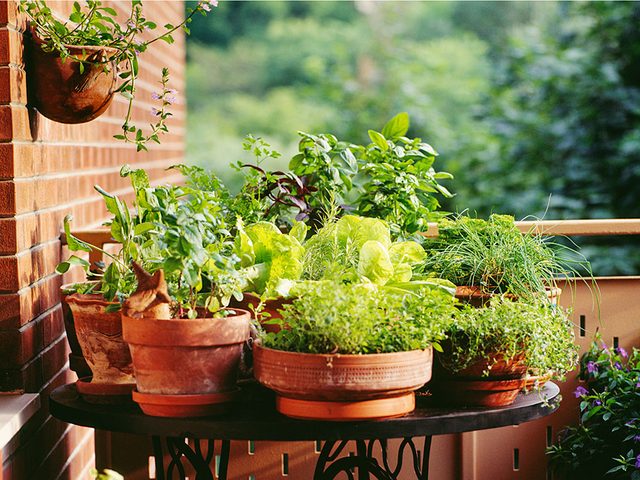 Outdoor plants on a balcony