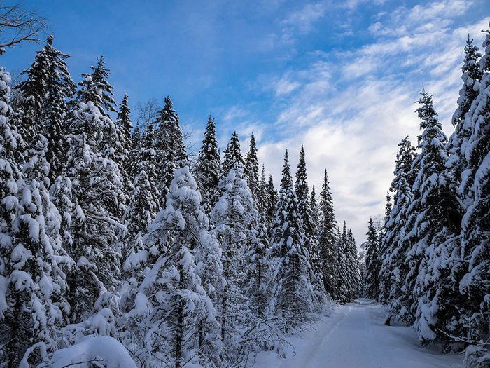 Winter forest in Quebec