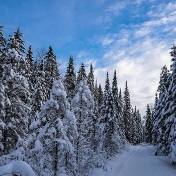 Winter forest in Quebec