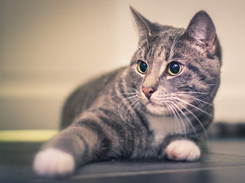 4 Strange Cat Behaviours and What They Really Mean