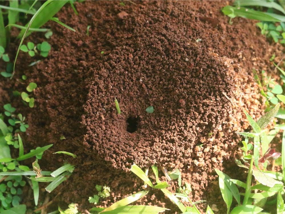 Use spices to keep ants at bay