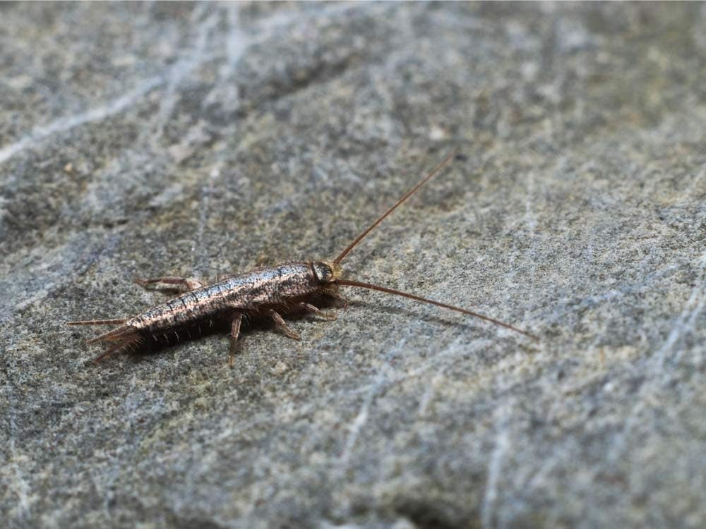 Use spices to stamp out silverfish