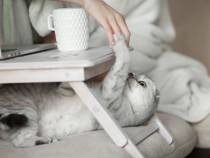 Lady playing with cat in bed. Wearing casual white attire.