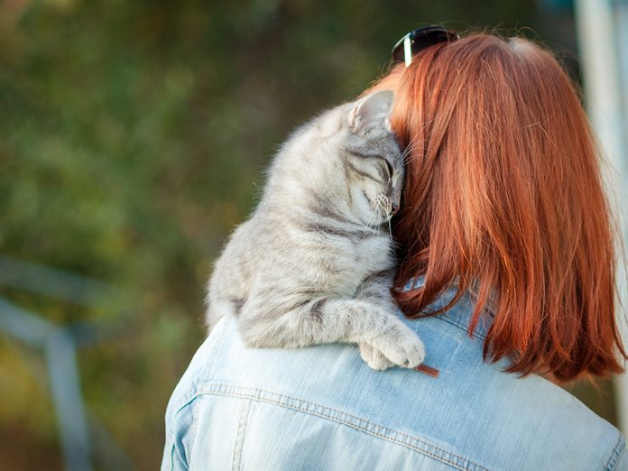 How to make a cat love you - grey cat sitting on woman's shoulder