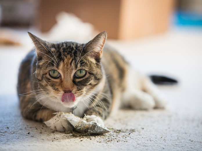 Calico cat licking catnip from lips