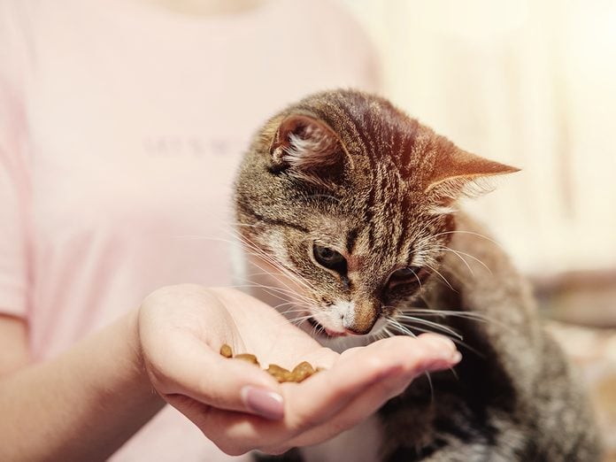 How to make a cat love you - feeding cat by hand