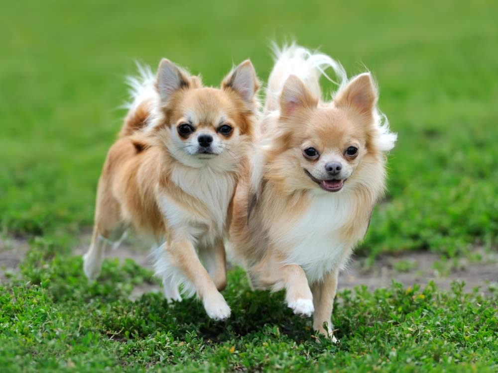 Two Chihuahuas 
