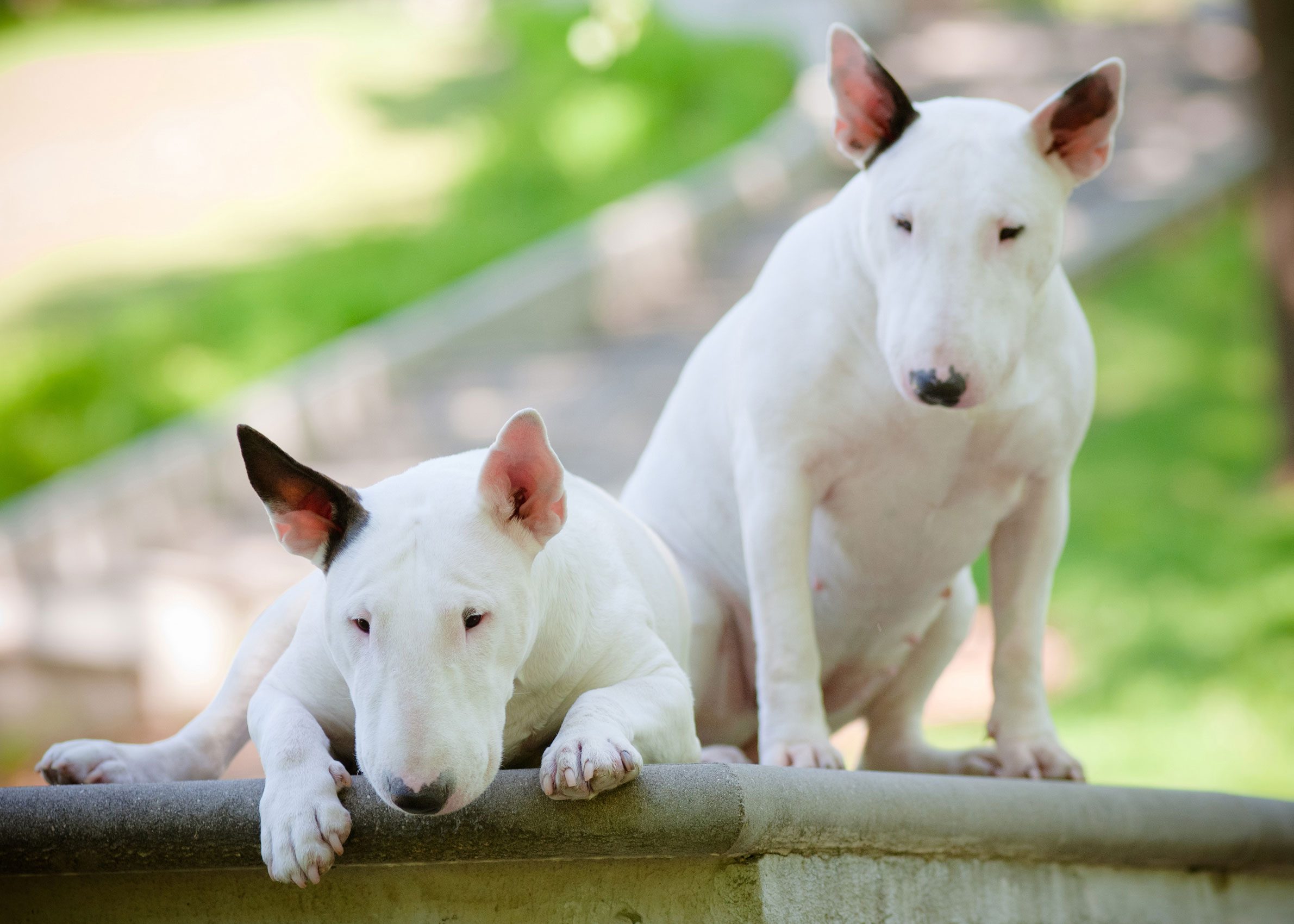 Two english bull terriers 