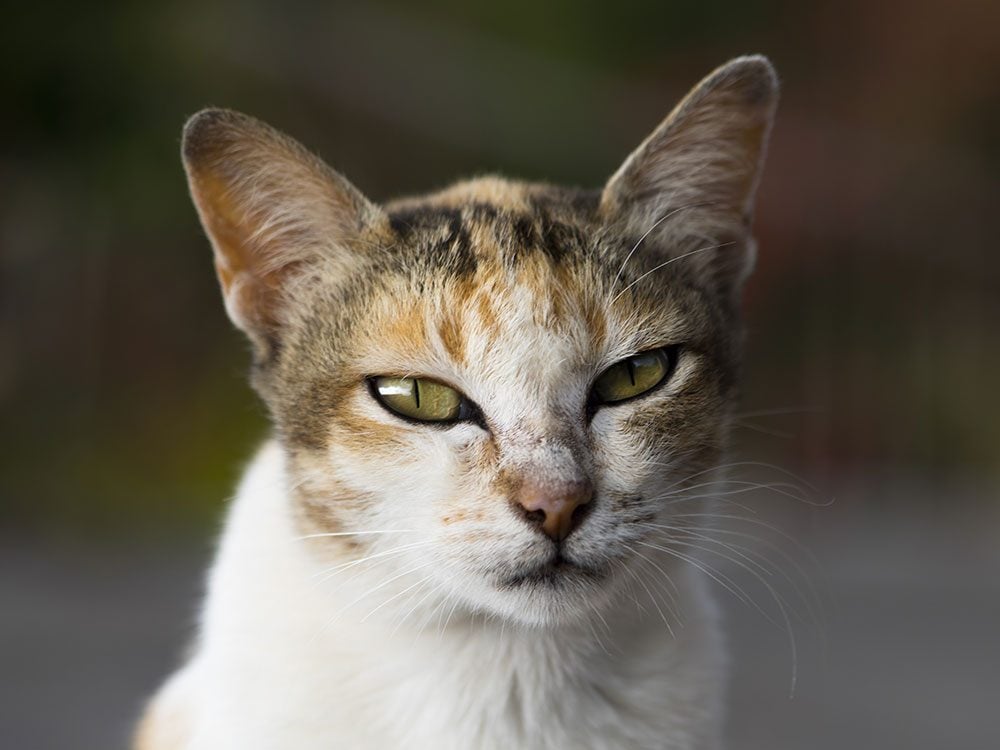 Angry balinese cat