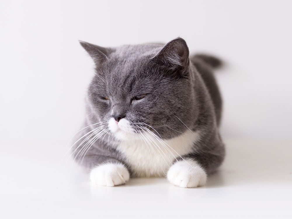 Grey British shorthair cat