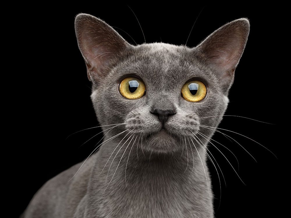 Which Cat Breed is Right for Me?