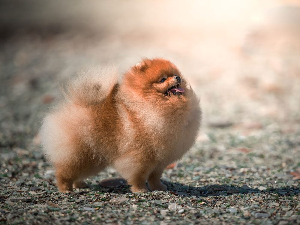 Cute pomeranian dog