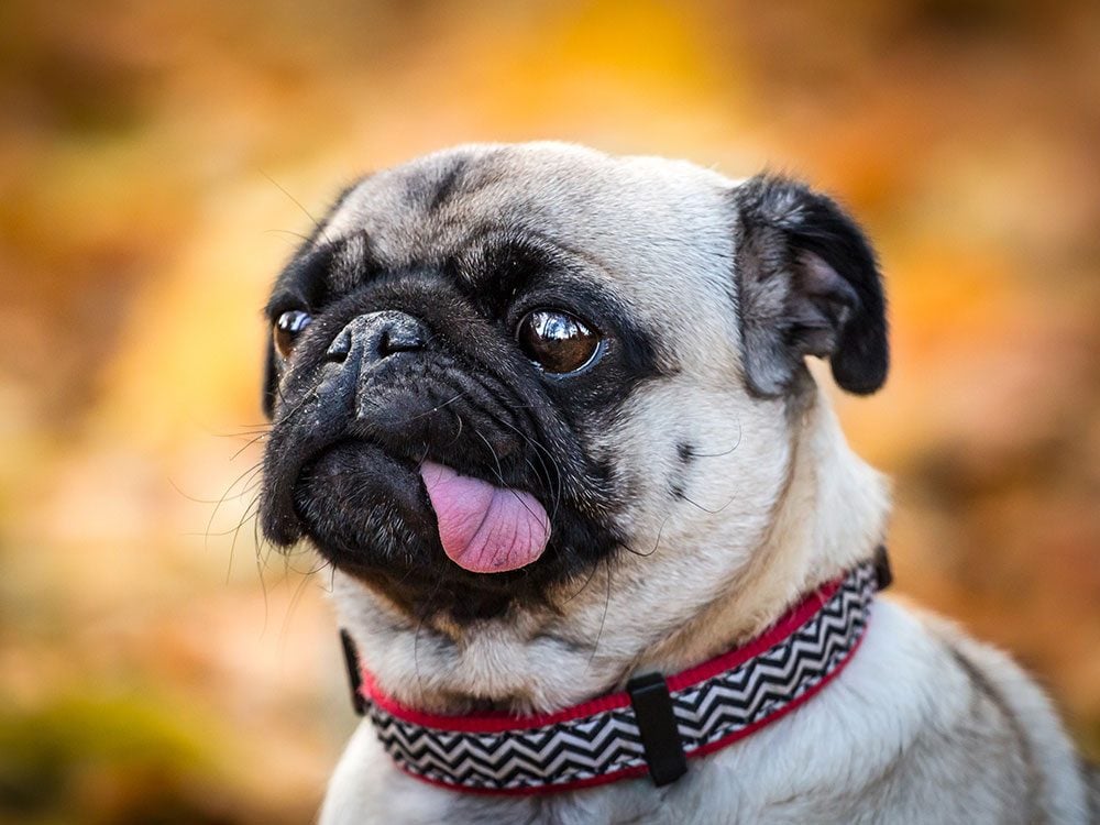 Pug dog with tongue out