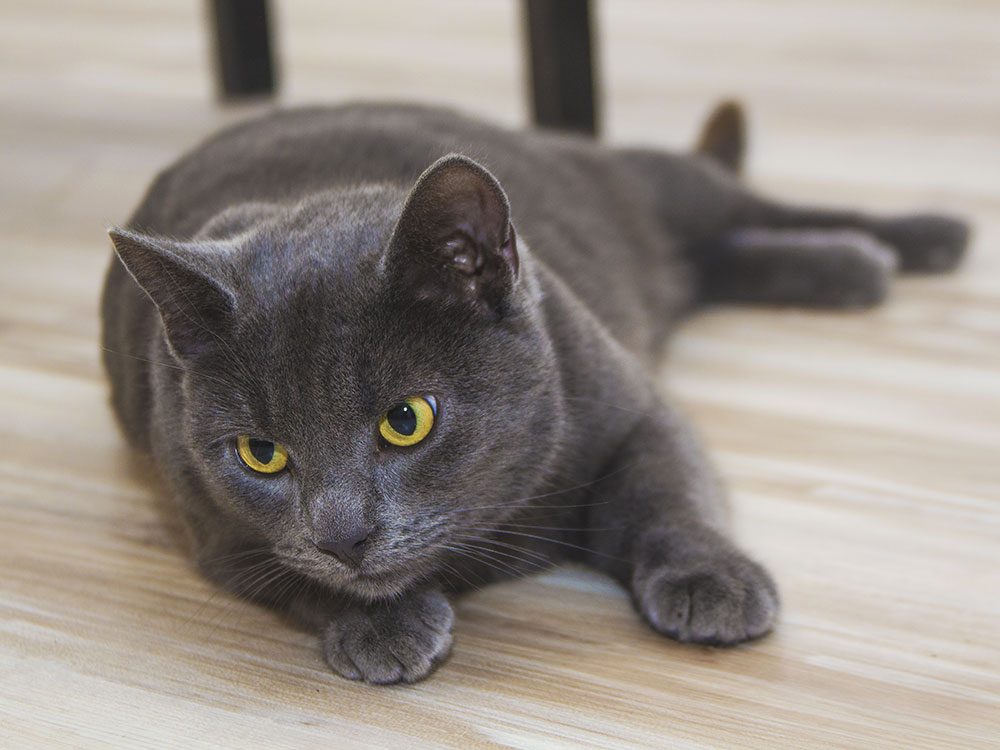 Which Cat Breed is Right for Me?