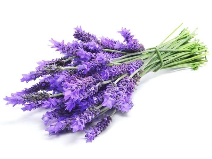 Healing lavender