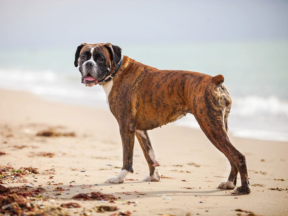 Boxer dog on beach