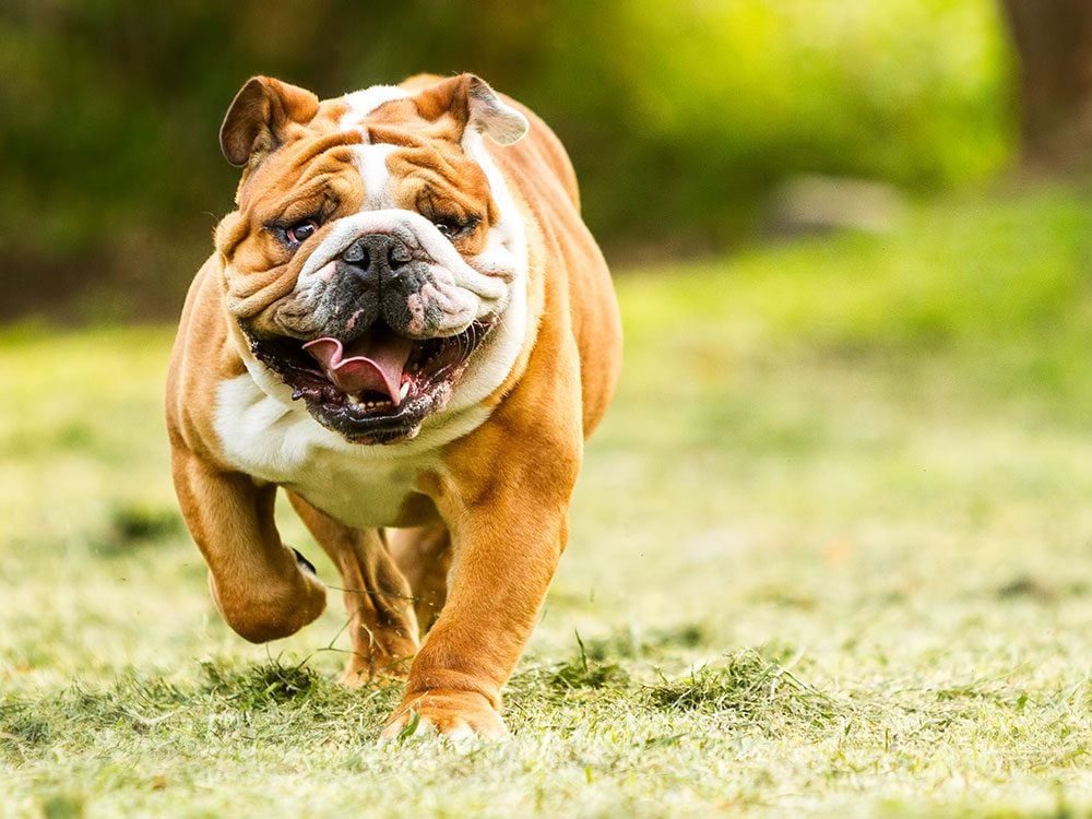 Bulldog running