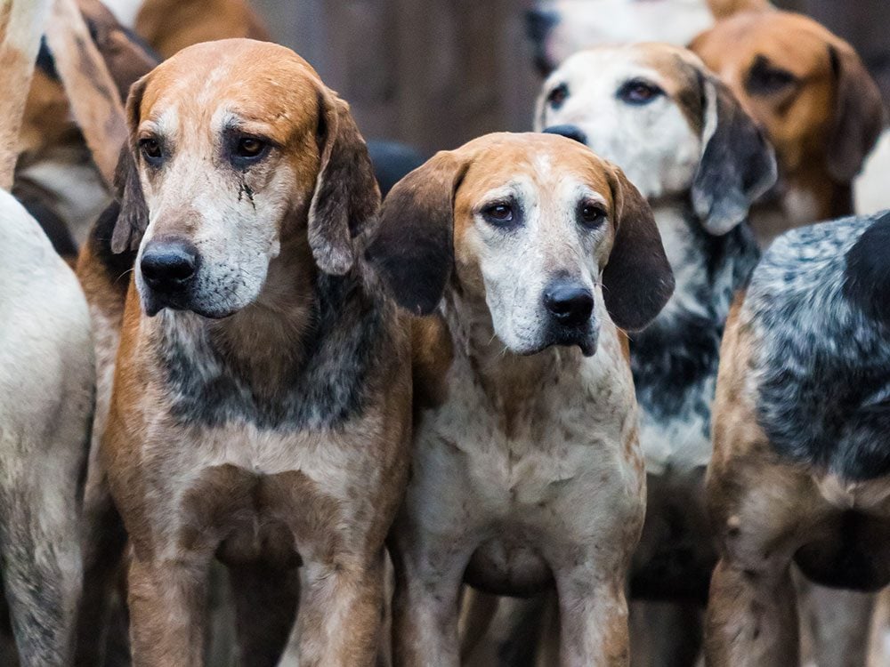English Foxhound is one of the least popular dog breeds in the United States