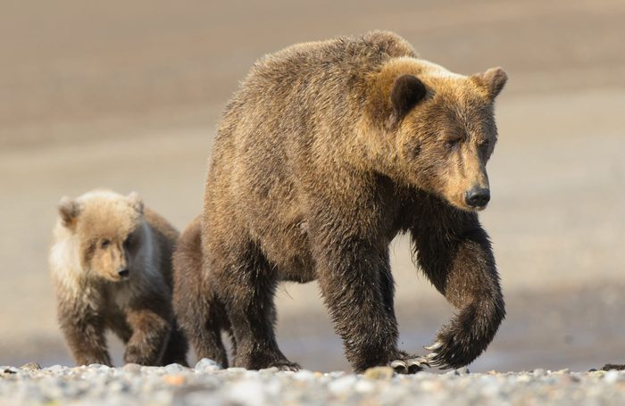 Mother and son bear