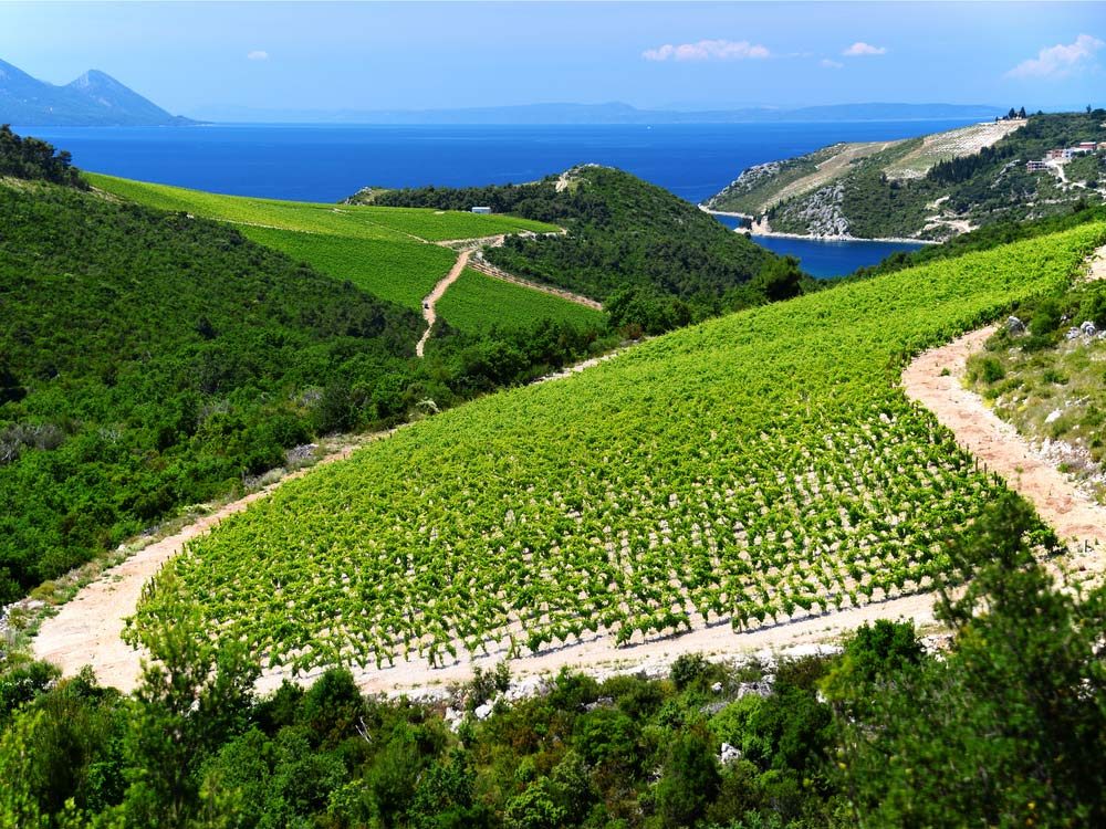 Vineyard in Croatia
