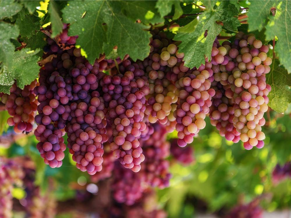 Grapes for winemaking on vineyard in Greece